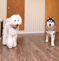 dog*family 犬の幼稚園