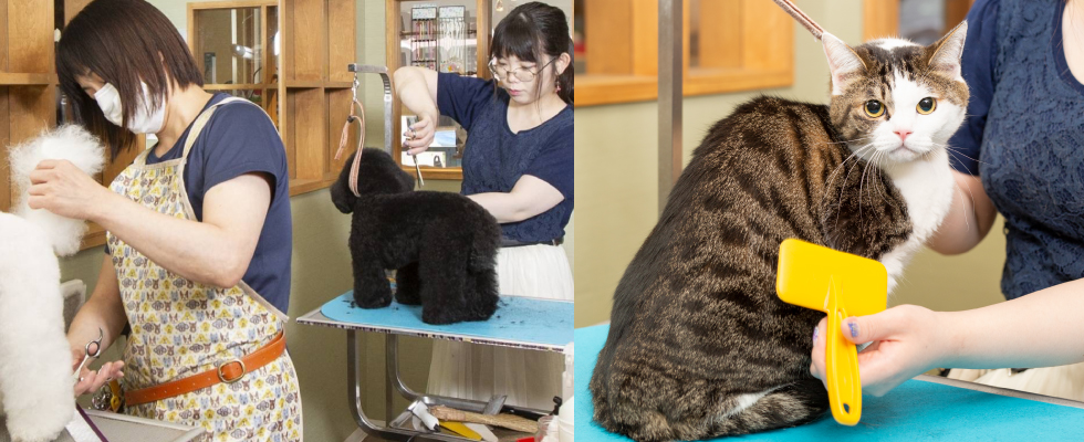 トリミング soup*spoon＆dog*family 幼稚園