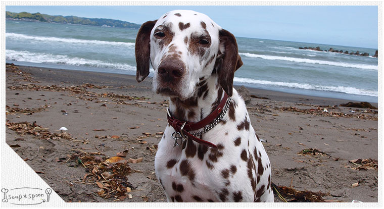 トリミング ダルメシアン