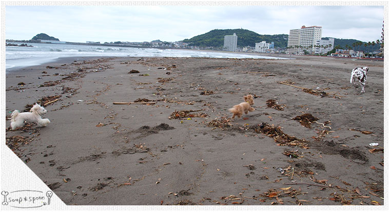 トリミング プードル ドレッド ダルメシアン