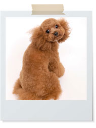 ふわくしゃガーリー