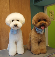 toy poodle IMAGE